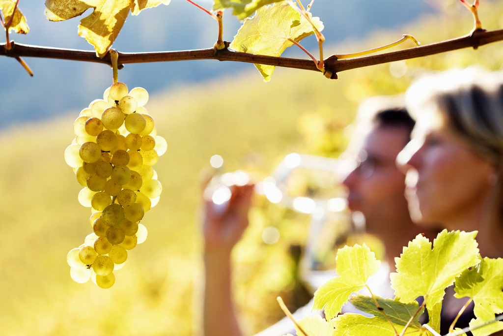 Culinary and Wine Travel