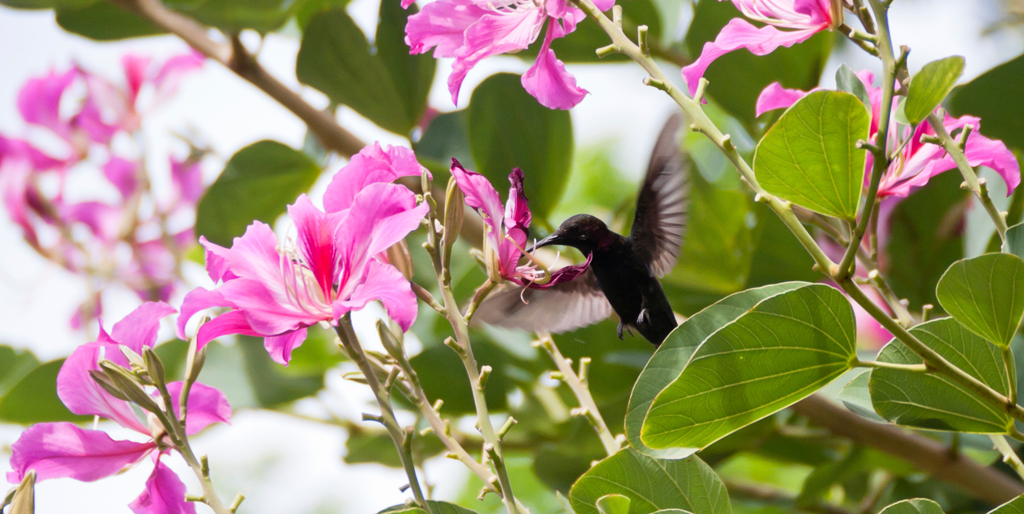 Jamaica’s National Bird