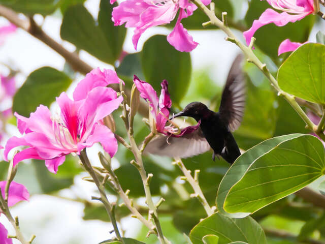 Jamaica’s National Bird