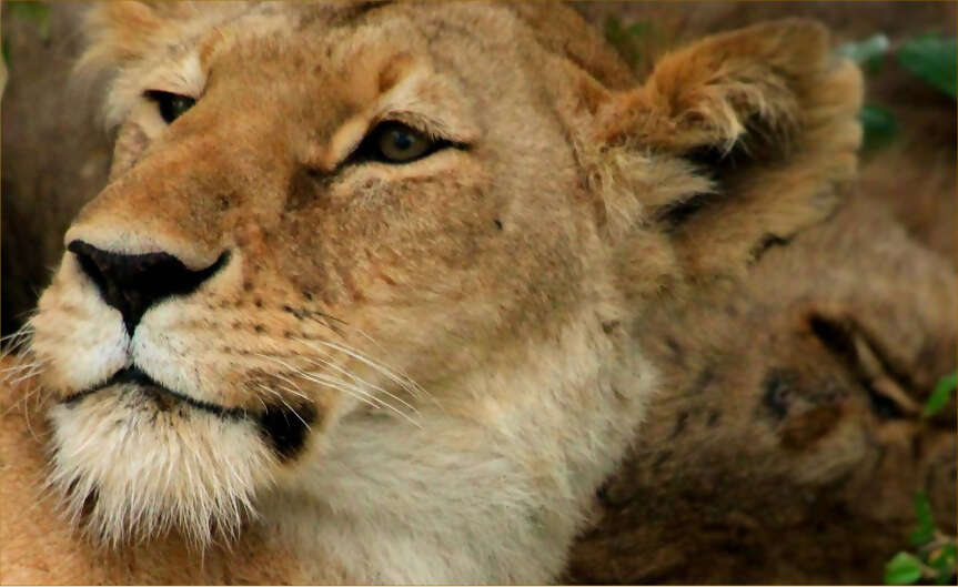 Private Conservancies of Tanzania  11 Days ~ 2016