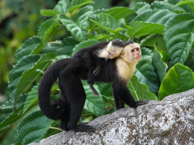 Join us in Costa Rica!
