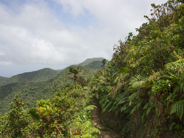 Hiking in Dominica