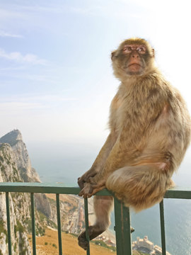 Gibraltar