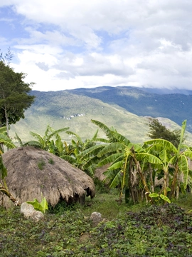 Guinea