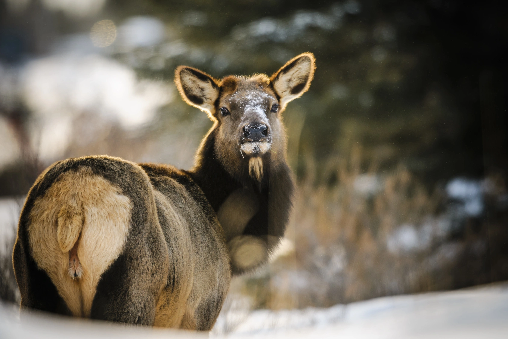 Top 50 Silliest Questions Asked By Tourists at Banff National Park
