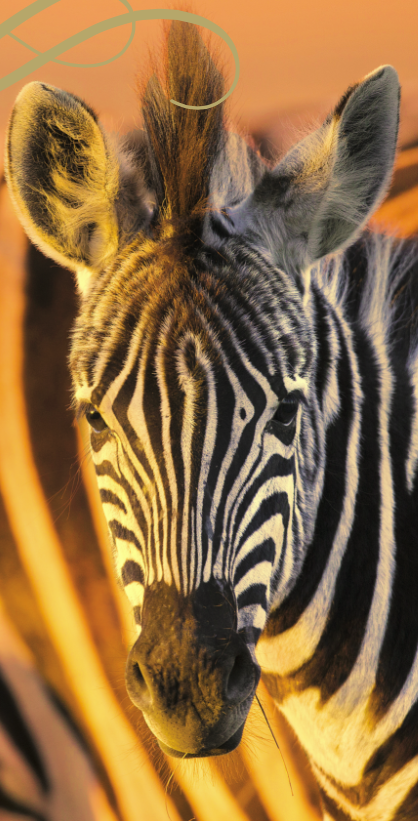 Oceania: Winelands & Wildlife Safari