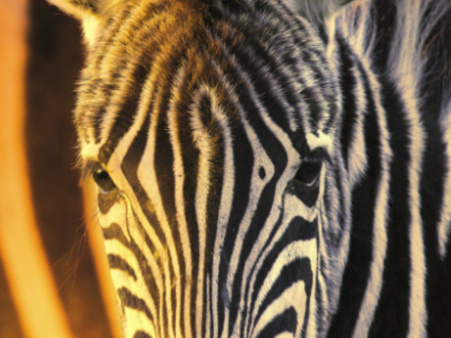 Oceania: Winelands & Wildlife Safari