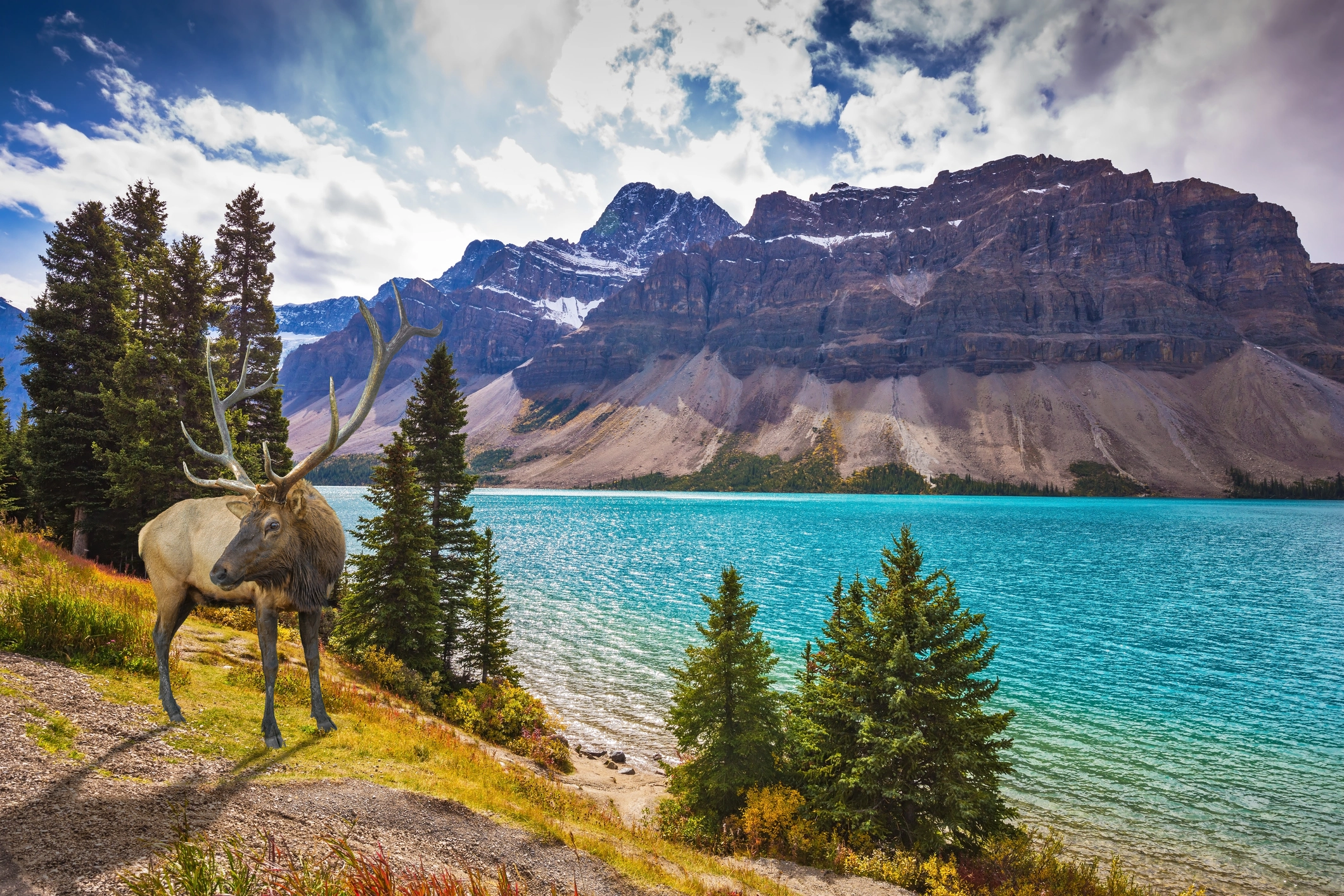Red Deer