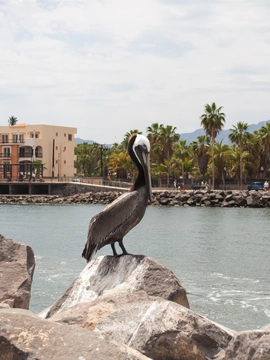 Baja California