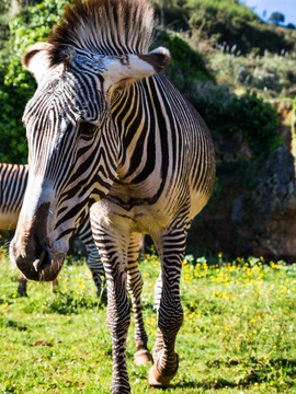 Masai Mara Game Reserve