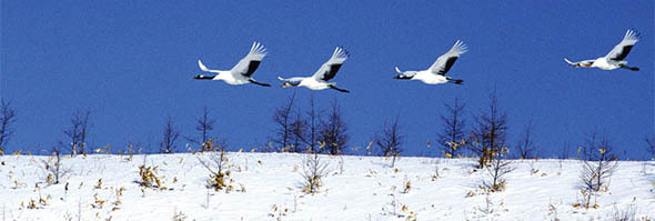 SNOWBIRD CHECKLIST A free online checklist to avoid pote...