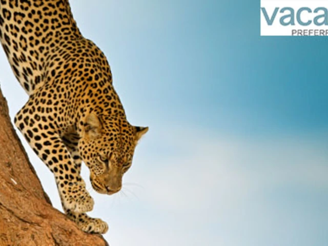 Safaris At Unbeatable Value!