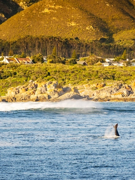 Hermanus