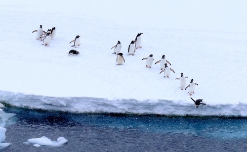 Quark Expeditions - Antarctic Deals