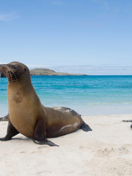 Galapagos Province