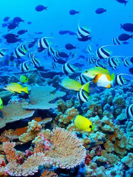 Great Barrier Reef
