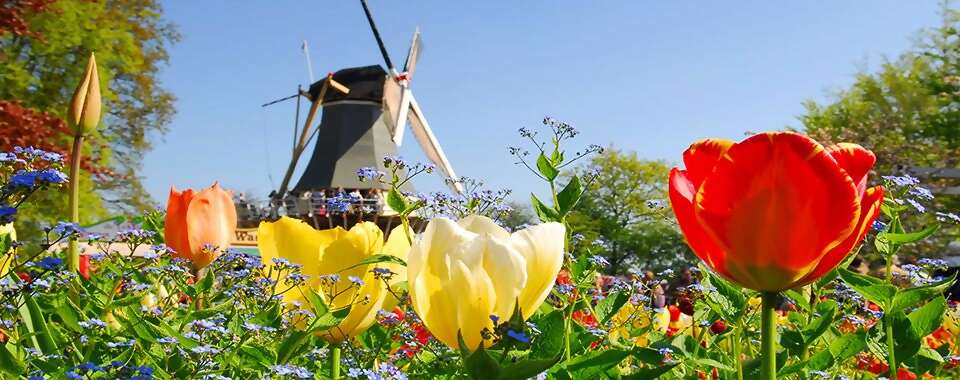 Springtime Tulip River Cruise