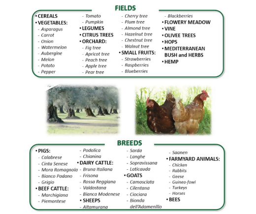 breeds and fields.png