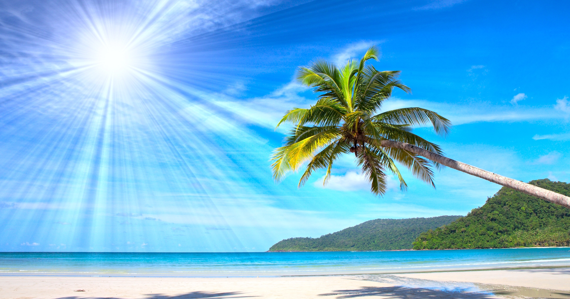 Palm trees overlooking a tropical beach