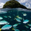 Pristine Palau: Gay Scuba Diving Vacation