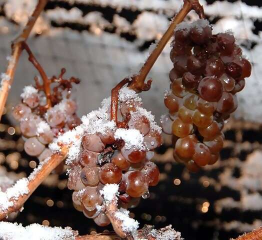524px-Ice_wine_grapes.jpg