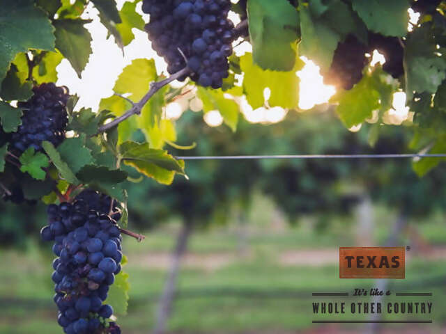 Sip and Savour Award Winning Texas Vineyards