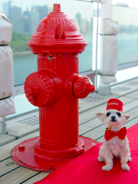 You Can Take Your Pet On This Cruise