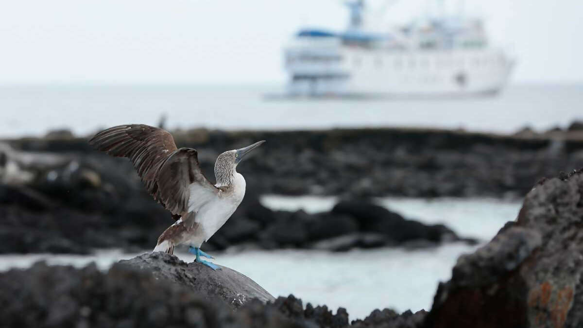 Un-Cruise Adventures