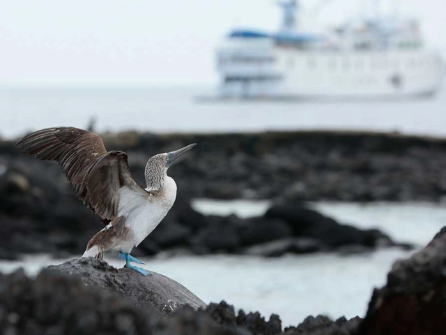 Un-Cruise Adventures