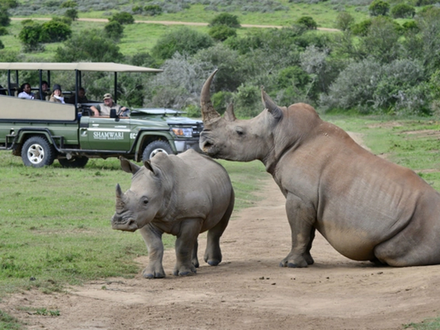 Majestic South Africa