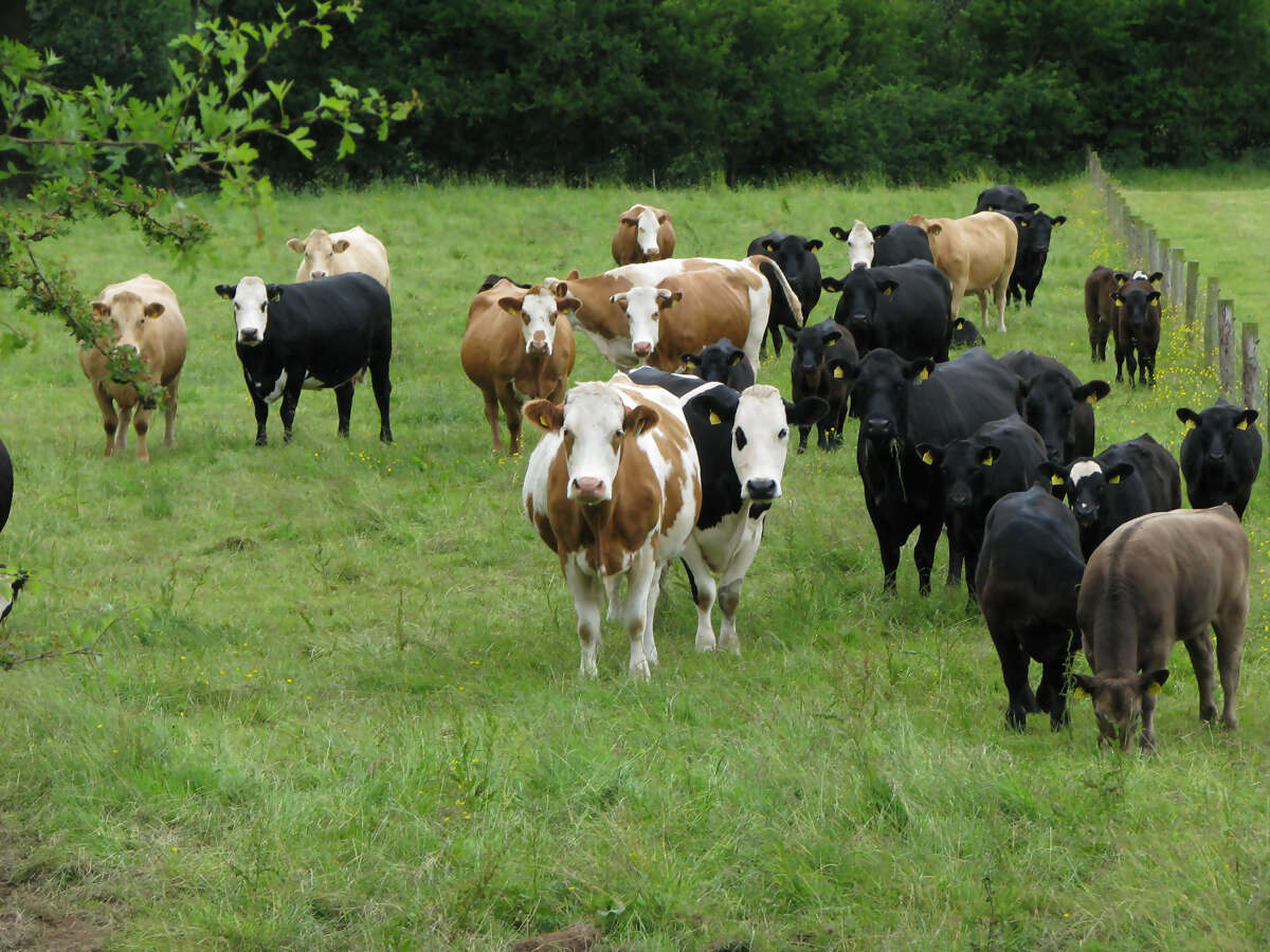 Agricultural Farm Tours