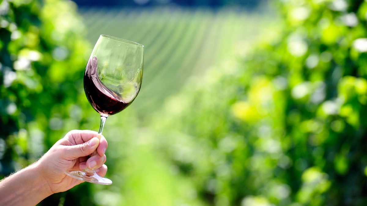Culinary and Wine Travel