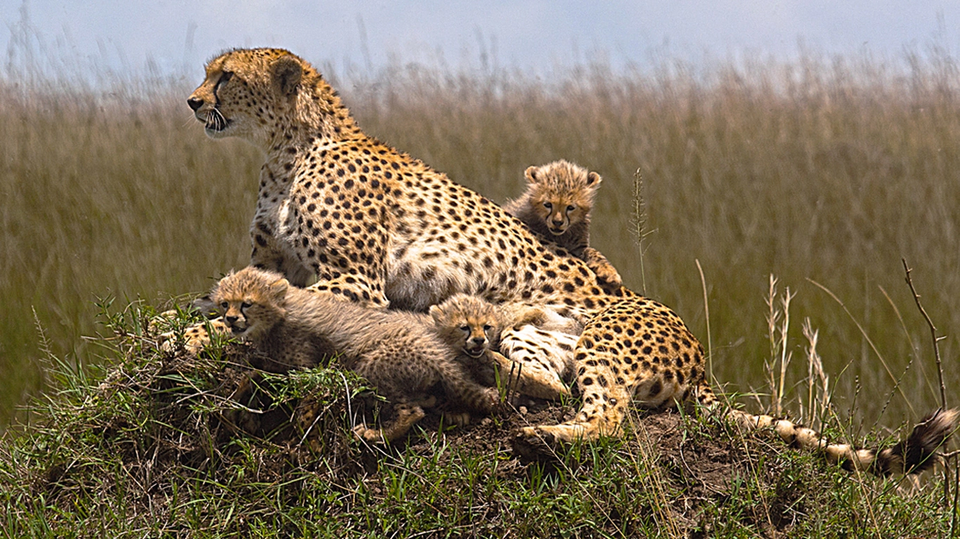 Lake Naivasha / Masai Mara (B/L/D)