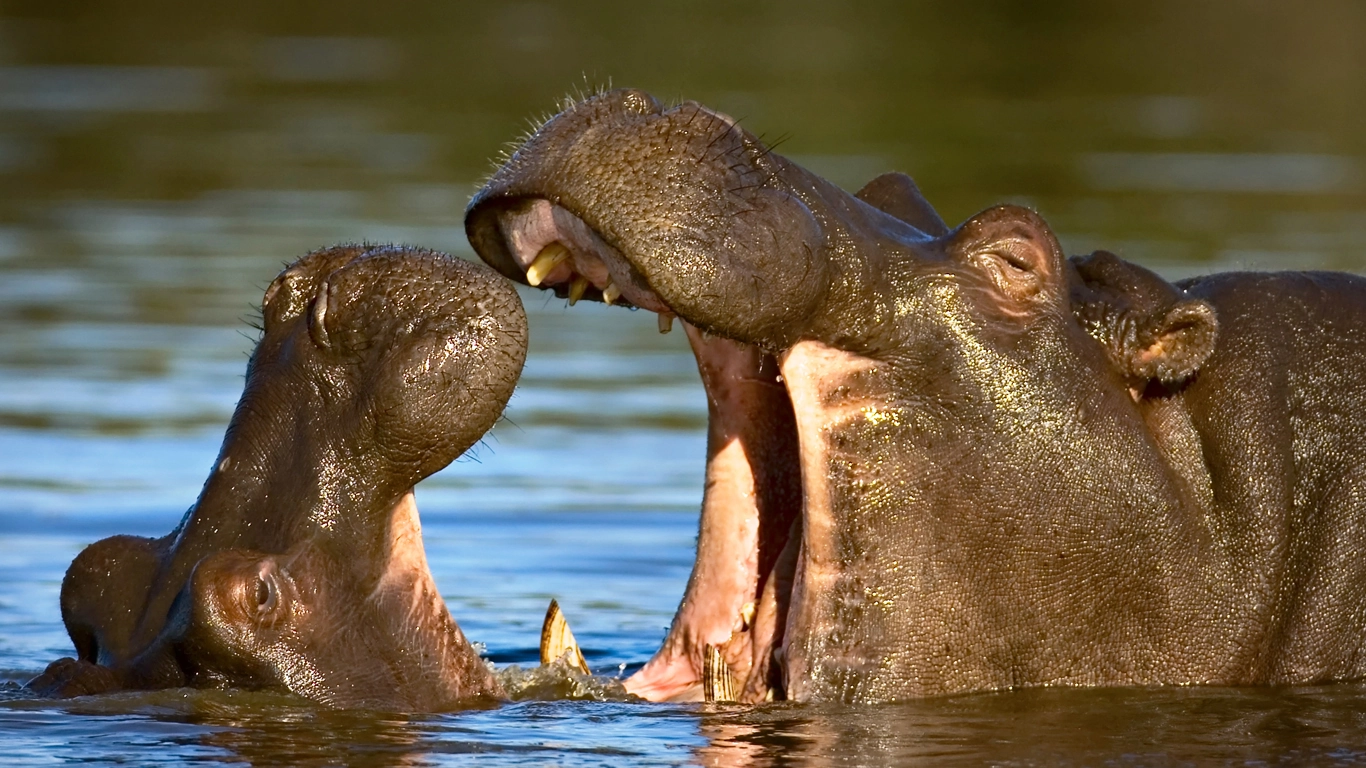 Lake Manyara (B/L/D)
