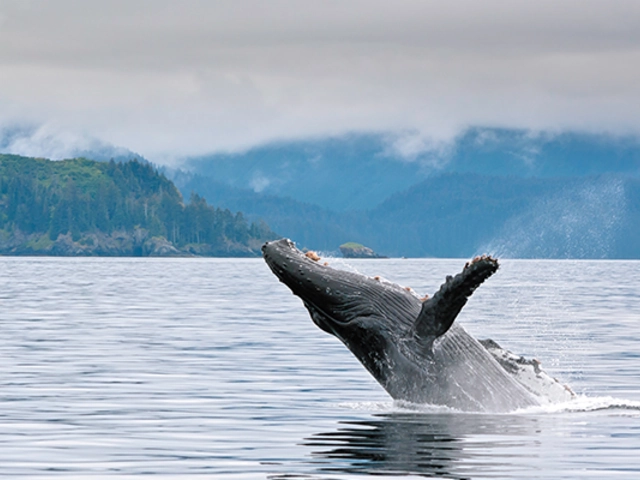 The Amazing Animals of Alaska