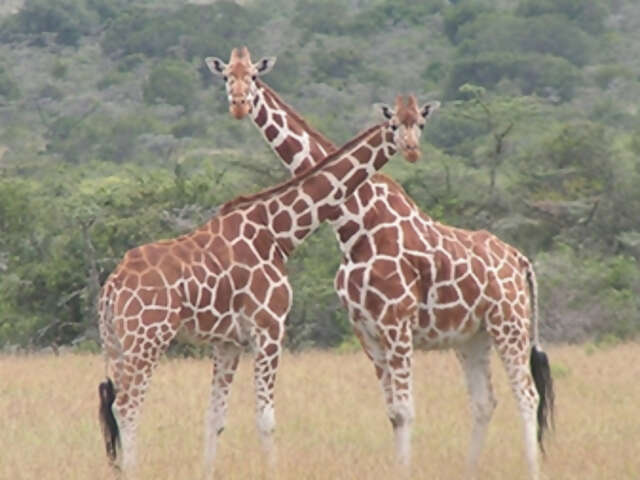 Kenya with Christine