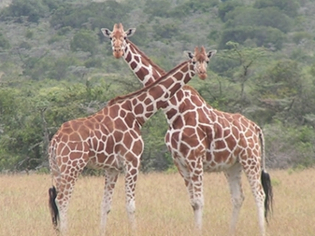 Kenya with Christine