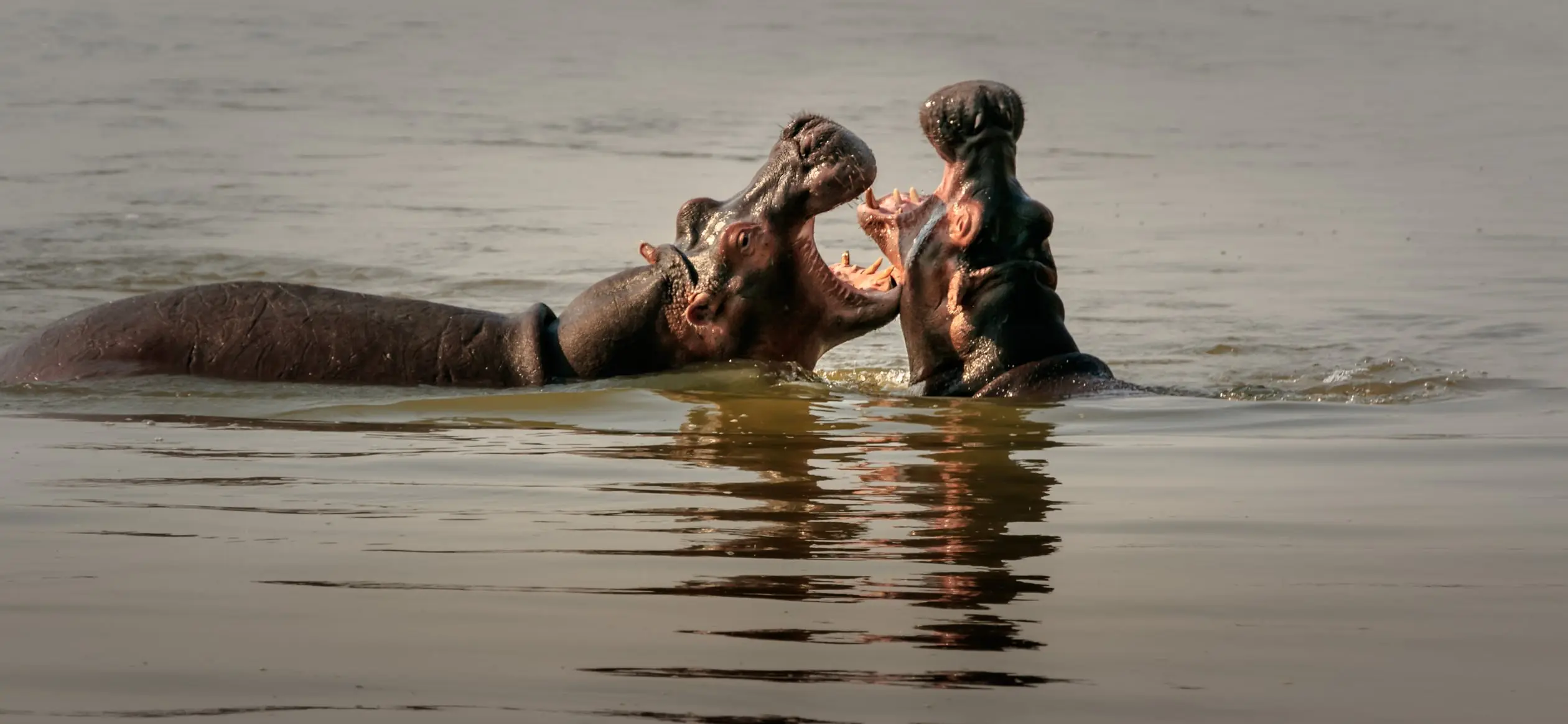 Africa image