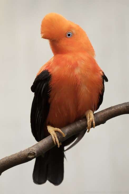 PERU - Manu Biosphere Reserve With Dr. Keith Wade