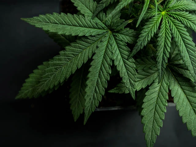 Cannabis and business travel between Canada and the US: What you need to know
