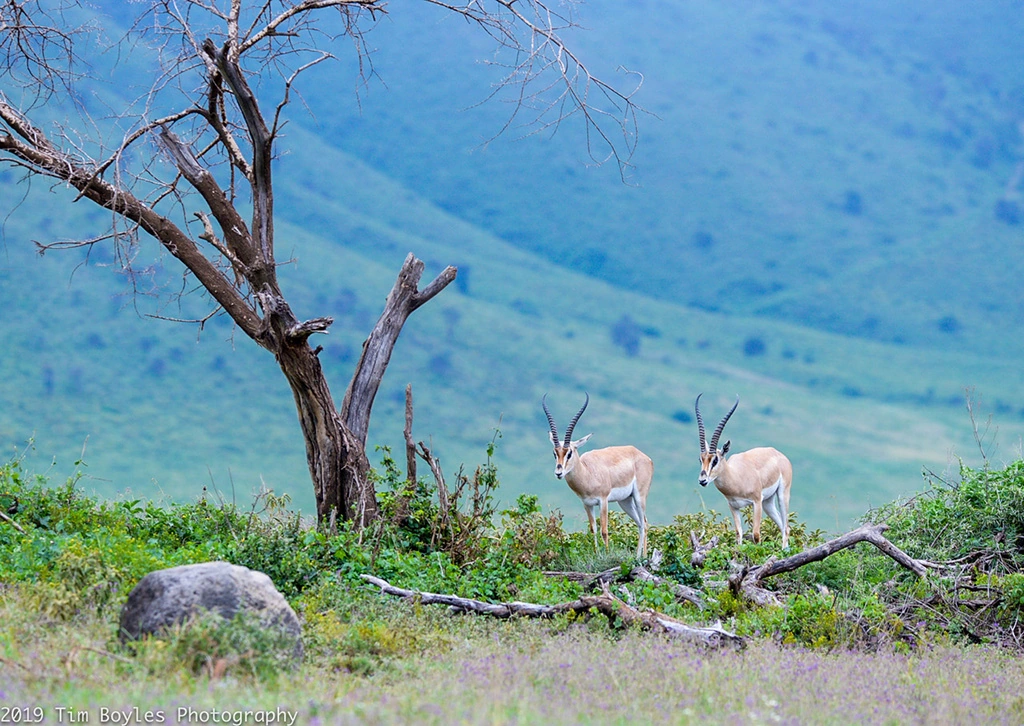 On an African Safari with Tauck: Beyond Your Wildest Dreams