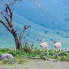 On an African Safari with Tauck: Beyond Your Wildest Dreams
