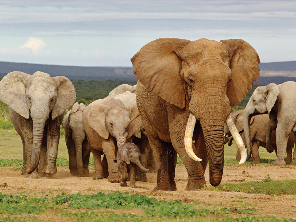 South Africa Sampler