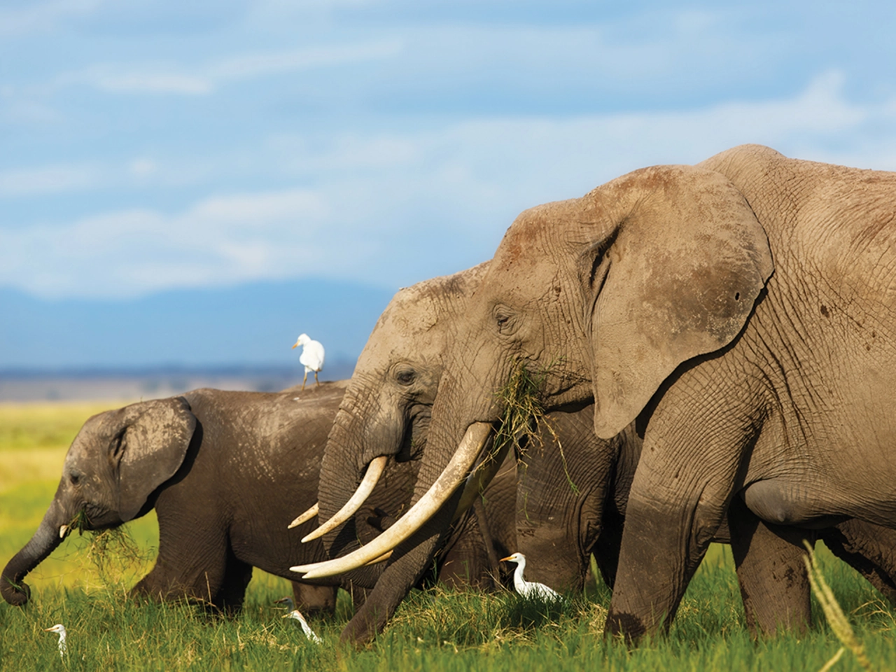 Kenya Odyssey Super Special