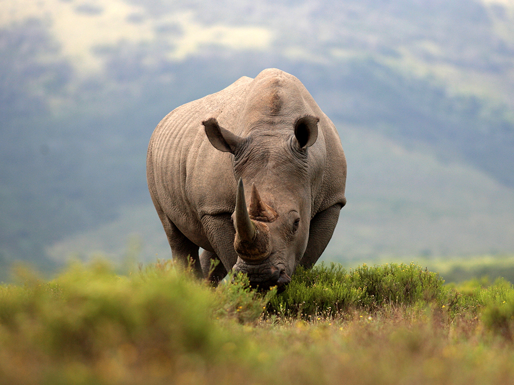 City Lights and Safari Sights with Airfare