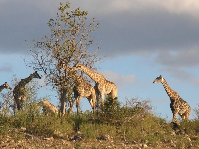 Africa with SITA Tours!