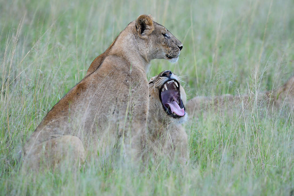 Tales from the Serengeti