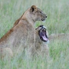Tales from the Serengeti