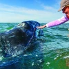 Getting Personal with California Gray Whales