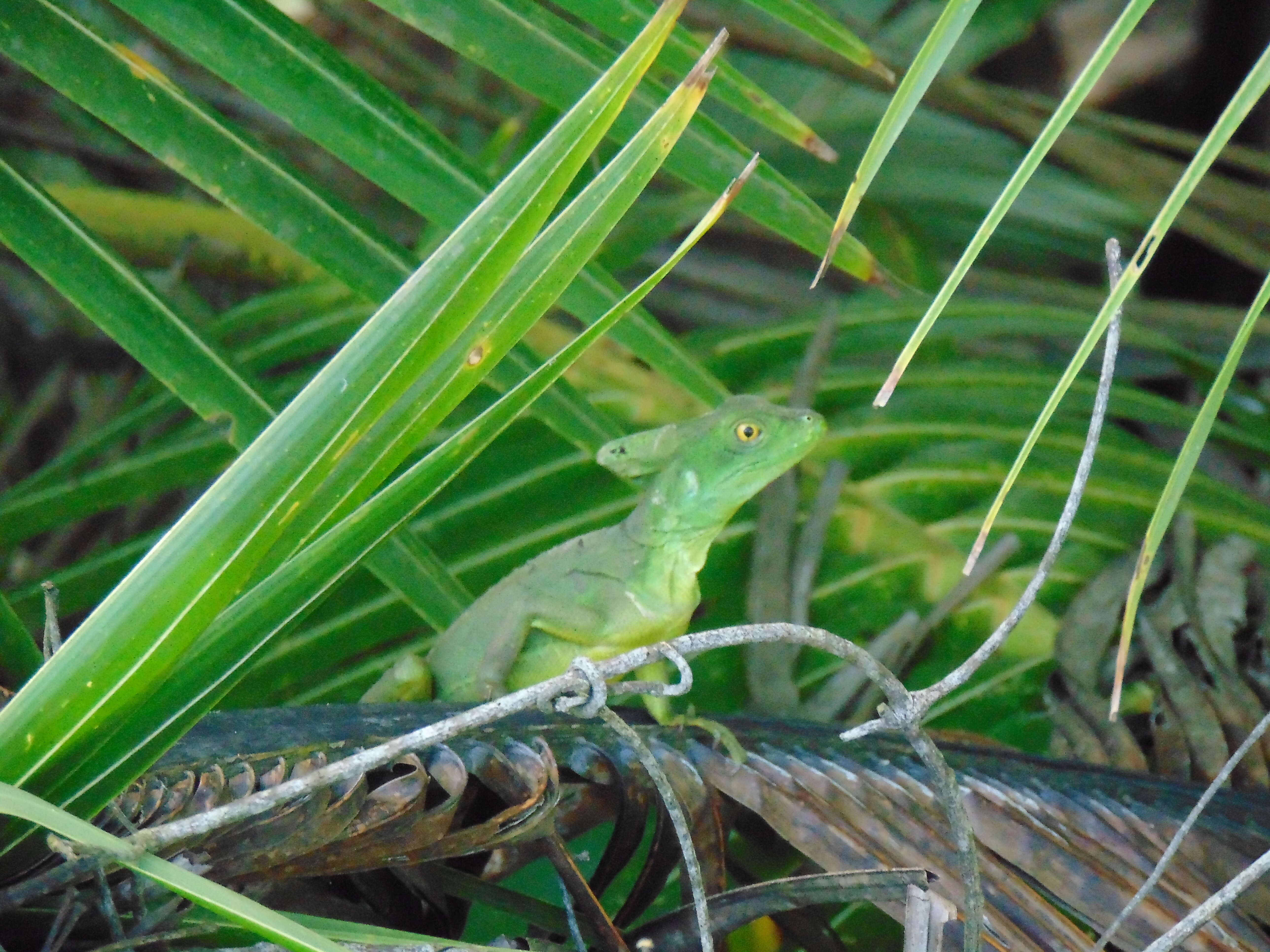 Wildlife Encounters In Cahuita National Park